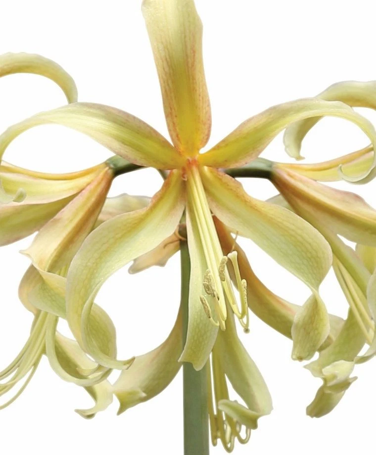 Blue Buddha Farm: Amaryllis 'Saffron' – 18/20 Bulb | Sonatini Series | Warm - Image 4 of 4