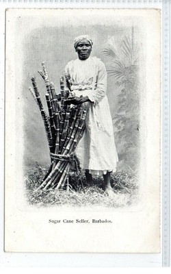 ZUCKERROHRVERKÄUFER, BARBADOS: Britisch-Westindien Postkarte (C97126)