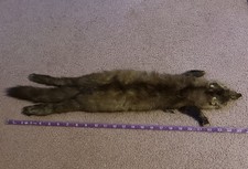 VINTAGE FULL MINK BOA WRAP STOLE COLLAR WITH CLOSURE Missing One Eye Pelt