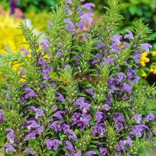 MOLDAVIAN DRAGONHEAD - BLUE DRAGON 10+ SEEDS DRACOCEPHALUM MOLDAVICA F