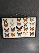 Butterflies In Frame.
