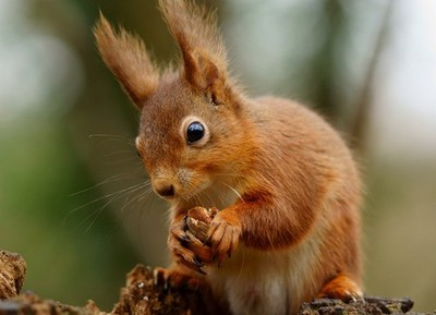 Foto A2 Ever Alert Sandown im Naturschutzgebiet Alverstone Mead, die s c2012