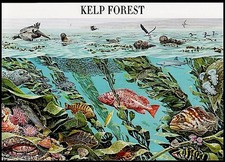 USA Mint KELP FOREST POSTCARD by John D Dawson, Brown Pelican, Nature of America