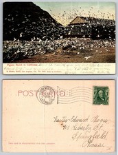 1905 Pigeon Ranch Los Angeles California Antique Postcard M. Rieder