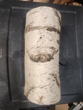 Tronco di betulla bianco, diametro circa 12 pollici x 5 pollici