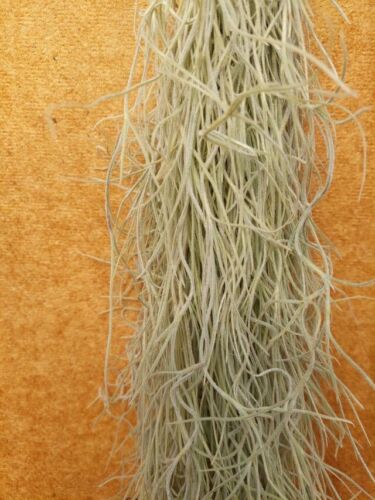 Tillandsia usneoides, aufgebunden, langes Laub - Bild 2 von 3