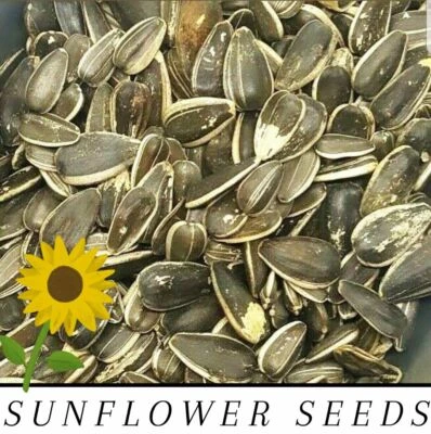 Medium Black SUNFLOWER Seeds UN-SALTED PARROT Bird Hamster Mouse **Choose Size**