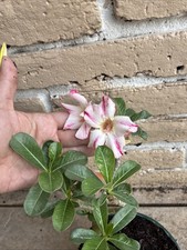 Beautiful Desert Rose White With Pink Stripes Live Plant