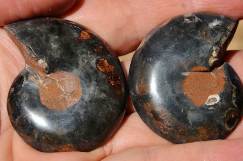 9980 Cut Split PAIR Ammonite Deep Crystal Cavity 110myo Fossil 54mm LARGE 2.1" - Picture 3 of 4