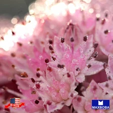 Sedum Seeds Dragons Blood Non-GMO