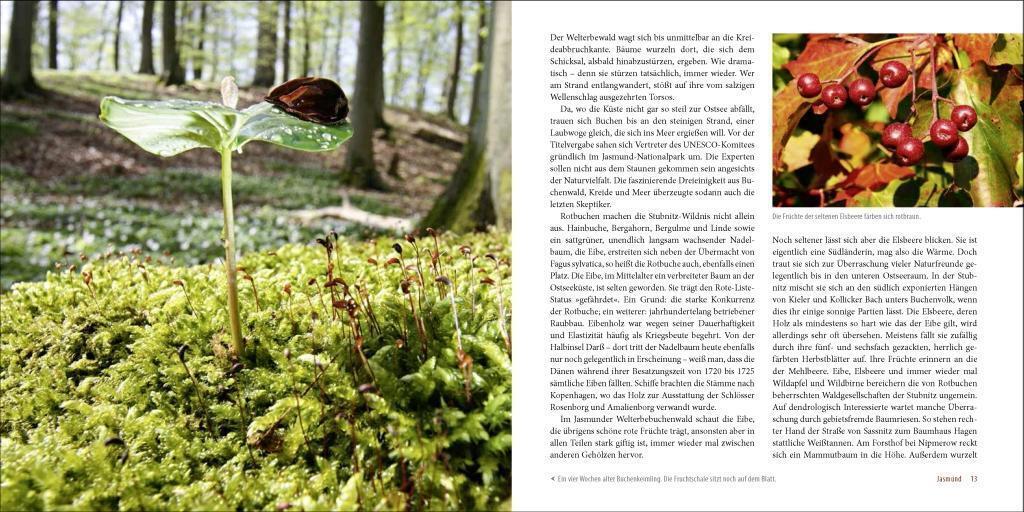 Thumbnail - Deutschlands Alte Buchenwälder Karl Heinz Engel Buch 103 S. Deutsch