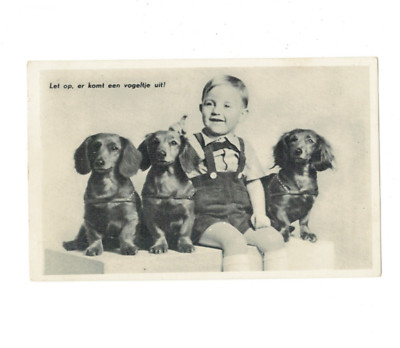 dachshund teckel animals kid postcard photo ansicht SE2505