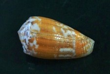 Conus magus 37.8 mm F+++/GEM  Yellow-orange unusual pattern  WOW!!!!.