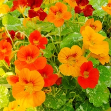 Alaska Nasturtium Seeds, Indian Cress, Monk's Cress, Vibrant Colors, FREE SHIP