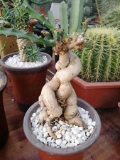 2 PIEZAS Euphorbia knuthii cactus cactus planta suculenta decoración jardín boutique
