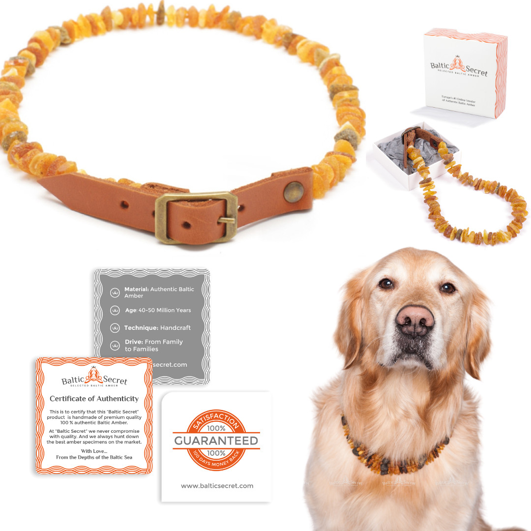 Bernsteinhalsband Hund, ECHT Bernstein, Bernsteinkette Zeckenschutz OHNE CHEMIE