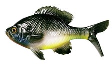 13 FISHING - The Gill - Swimbait - 5.25" - 1.1oz - Natural Bluegill -