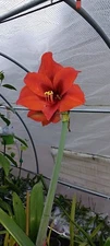 Red Lion Amaryllis