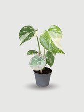 Monstera Thai Constellation, Rare Variegated Indoor Plan, in 6cm pot, 10-15cm