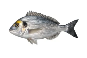 Gilthead Seabream Fish Self Adhesive Vinyl Sticker