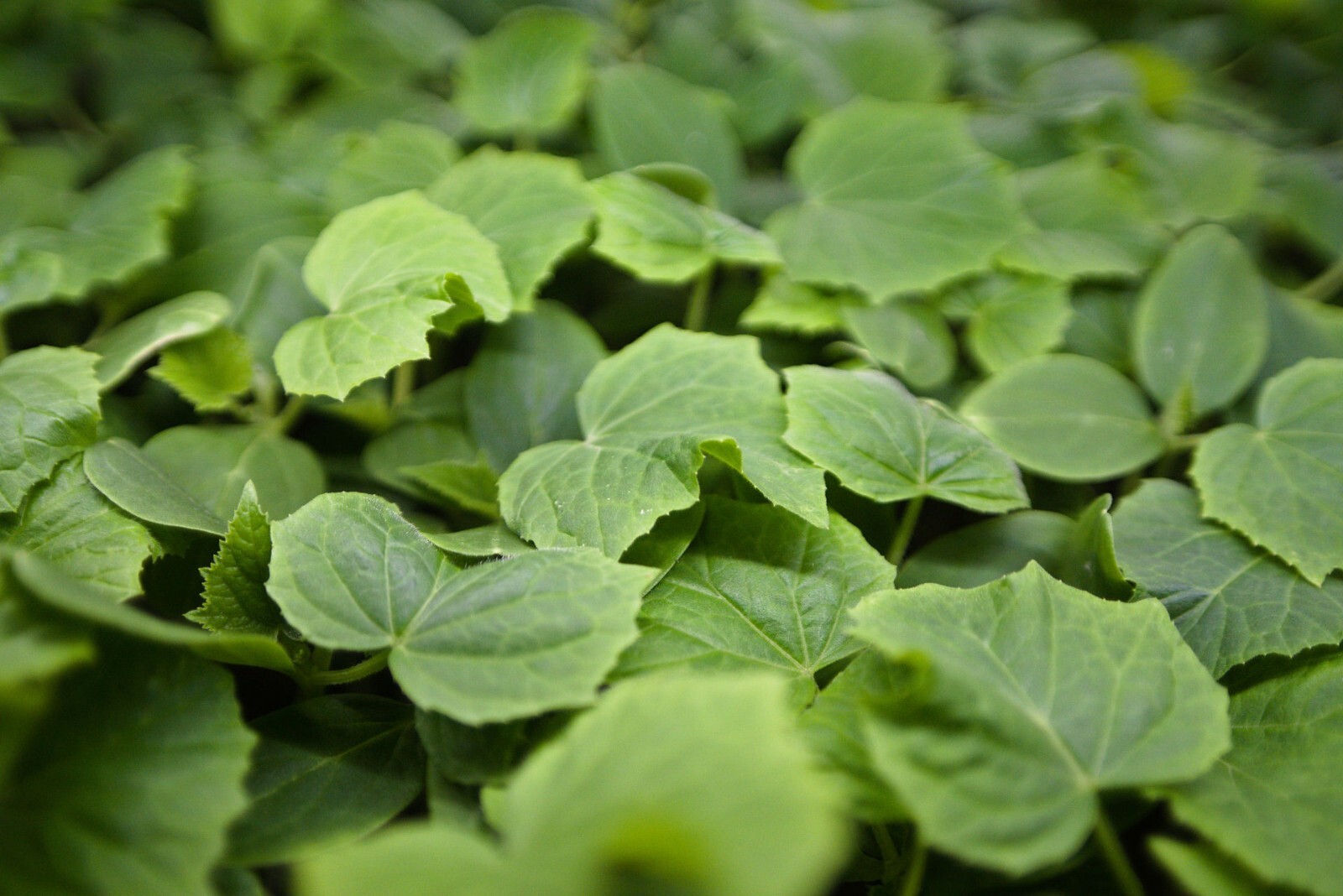 Tomaten und Gurkensetzlinge 6 Stück, nachhaltig angebaut, verschiedene Sorten
