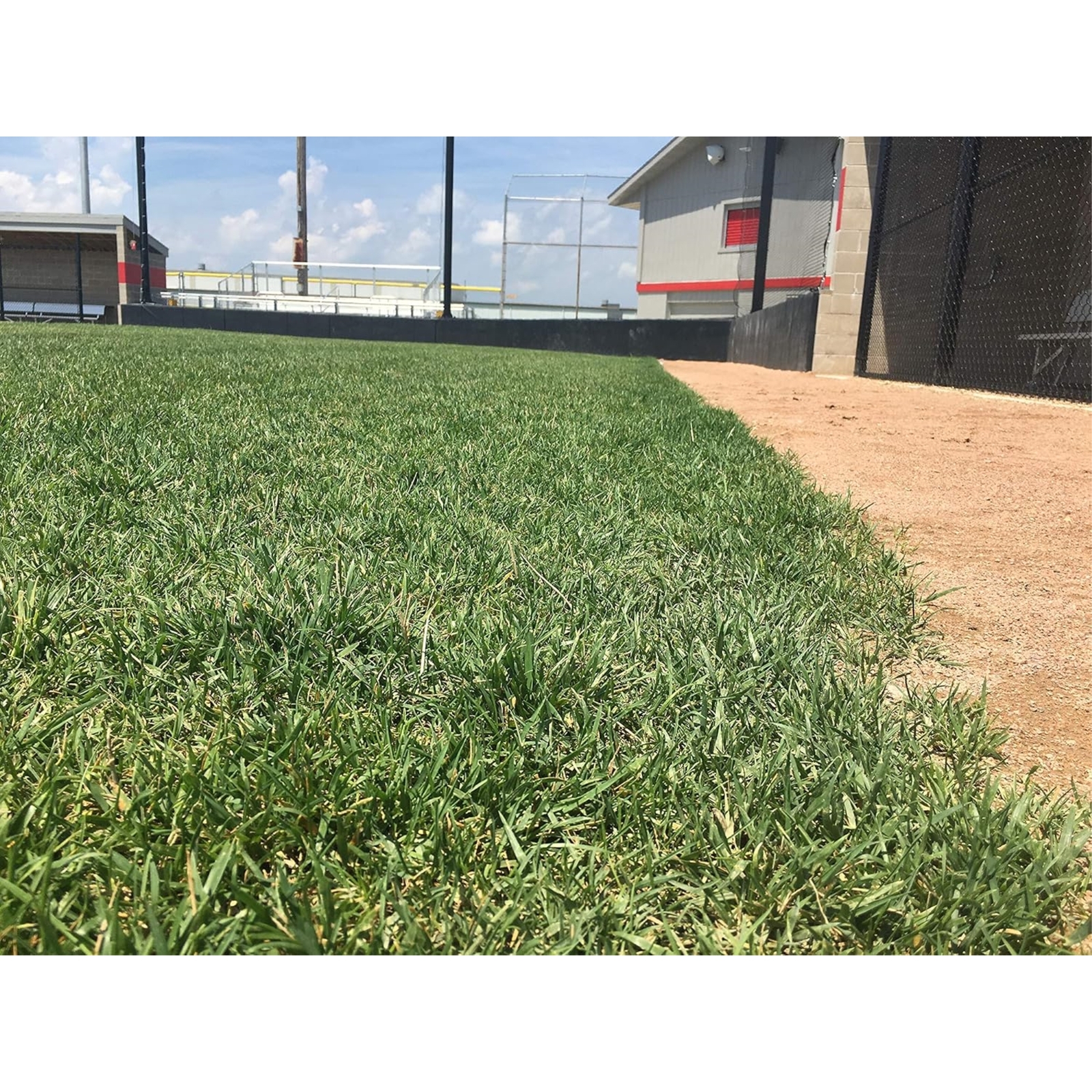 Barenbrug Turf Savor RTF Grass Seed Blend with Yellow Jacket Seed ...