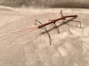 Handmade Hand-painted 10" Brown Walking Stick Stick Bug Phasmid Figurine Replica