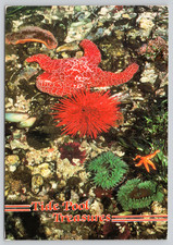 Postcard Tide Pool Treasures Sea Anemones Sea Urchins - Lucia McPhee Marine Life