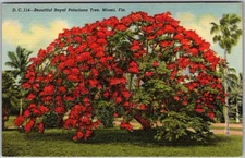 Vintage Linen Postcard Miami's Royal Poinciana Splendor Miami, FL 1940s
