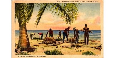 1937 Curt Teich Linen Postcard Men Turning Green Sea Turtles on Biscayne Key FL