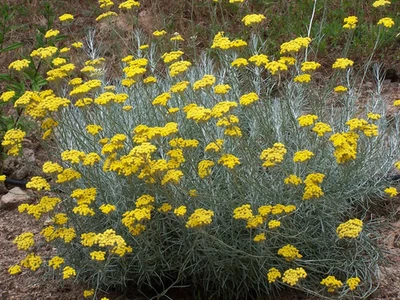 Semences d'herbe à curry, hélichrysum italicum, immortelle d'Italie 2025 - Photo 1/4