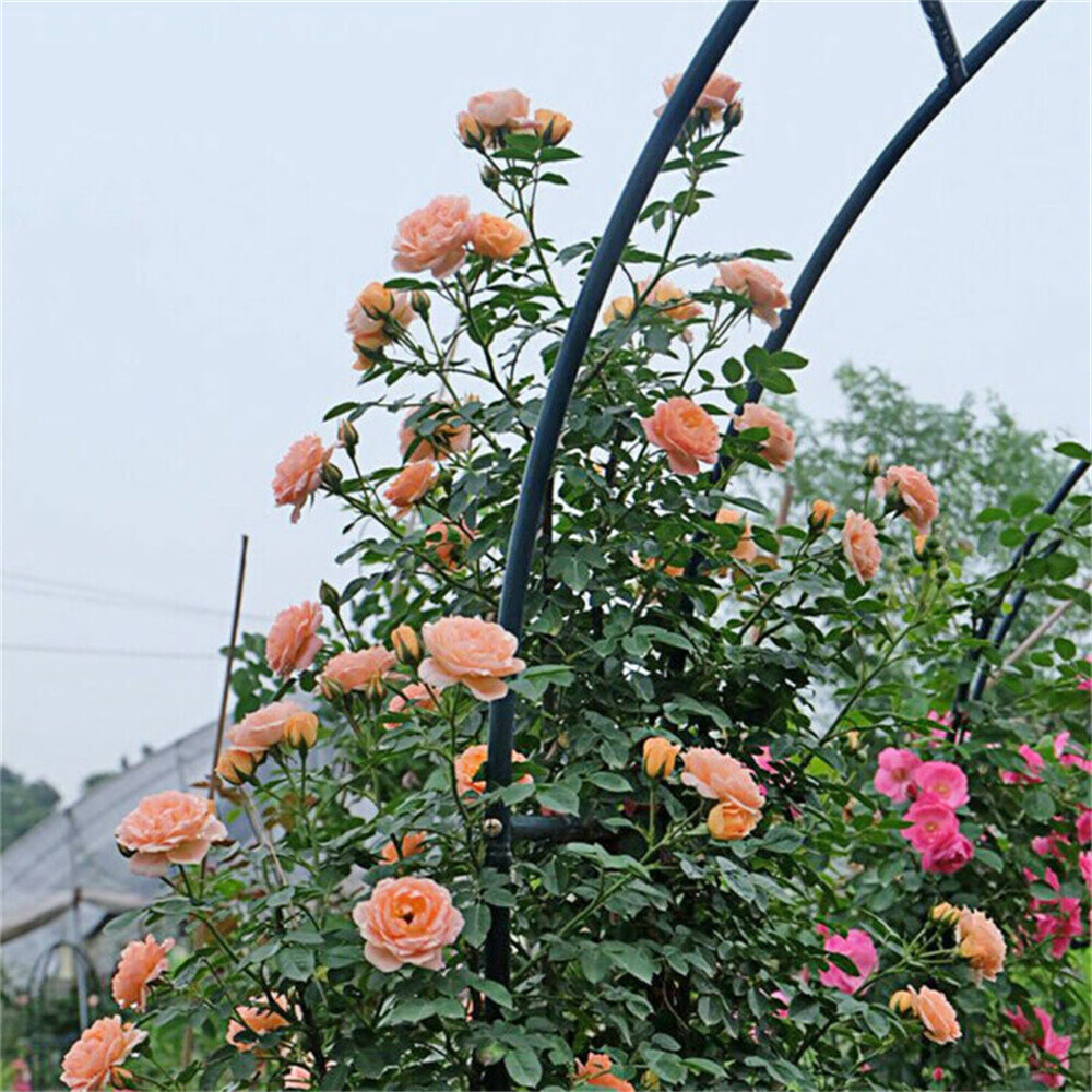 Metal Garden Arch Gothic Arbor Climbing Rose Plants Outdoor Archway ...