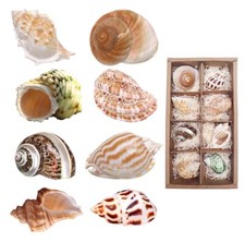 SKOOLOVE Hermit Crab Shells 8PCS Medium Seashells to Large Growth