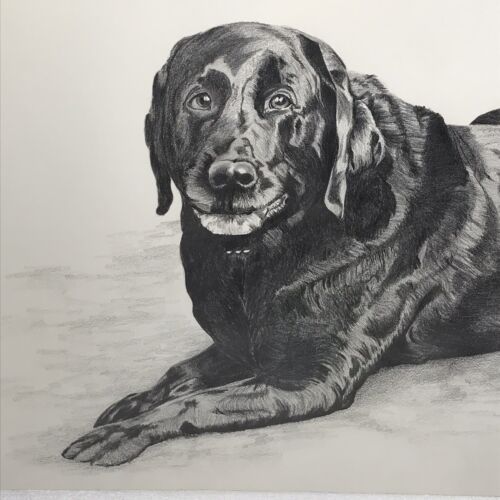 Original Black Labrador Graphite Pencil Drawing Unframed Art 16 x 20 Signed