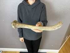 Elk Spike Antler Shed WILD IDAHO Horns Decor Knife Handle Crafts