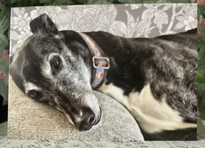 Greyhound , Lurcher, Sighthound , Whippet, Dog Greetings Card