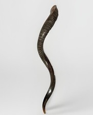 Shofar Yemenite Kudu Horn XXXL 45  -50  Half Polished Kosher Free Shipping USA