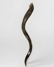 Shofar Yemenite Kudu Horn XXXL 45”-50” Half Polished Kosher Free Shipping USA
