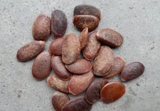 20 American Persimmon Tree Seeds - Diospyros Virginiana