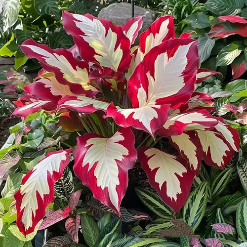 Caladium Flower 100 seeds Many Kinds Color Ornamental Plant - Picture 5 of 22