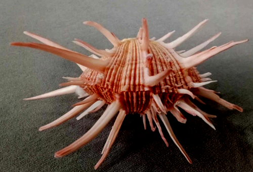 Spondylus Regius 158 mm F+++ more than 6 inches SPECIAL multiple spines - Picture 3 of 12