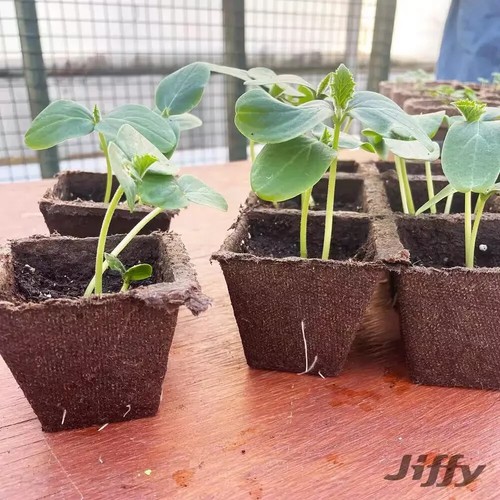 Peat Strips Seed Starter Kit - 50 Pots - Picture 5 of 8