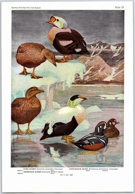 1936 Bird Print, King Eider, Harlequin Duck, Oldsquaw, Vintage Bird Print
