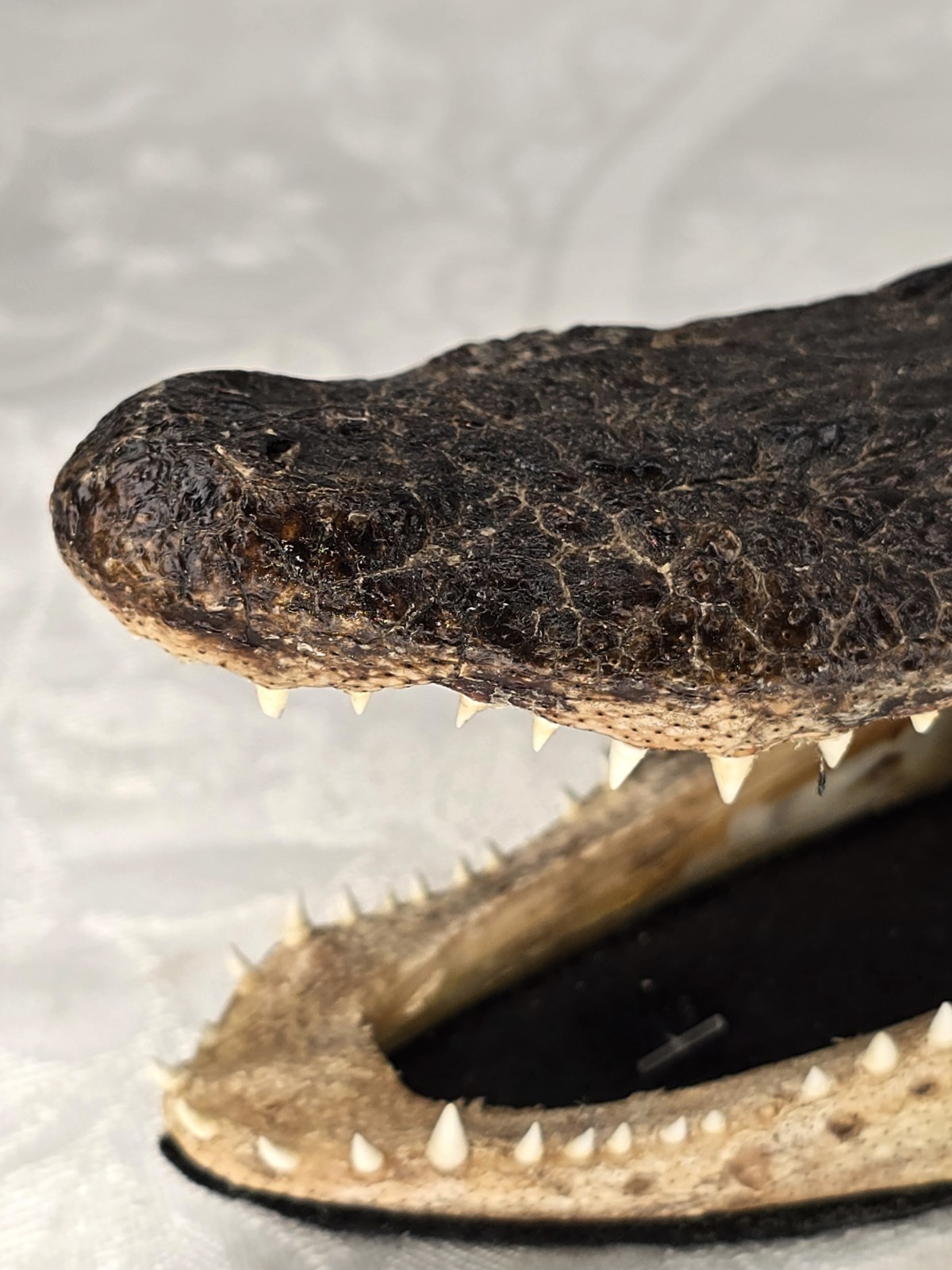 Authentic 7" American Alligator Head - Gator Daves Felt Lined Taxidermy Head