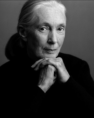 Jane Goodall the famed primatologist, anthropologist and conservationist, 8.5x11