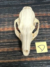 Real Grey Fox Unique Animal Mount Halloween Skull Art Craft Mountain Man Canine
