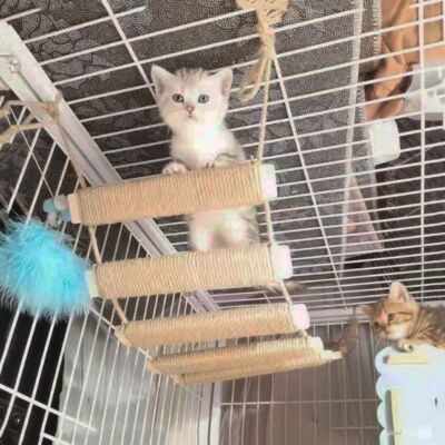 Cat Climbing Ladder Cat Bridge Toy Sisal Rope Cat Ladder Cat Scratcher Shelf