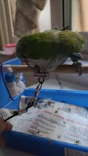 Pettorina Regolabile 2 attacchi acciaio per pappagalli amazzone cenerino etc