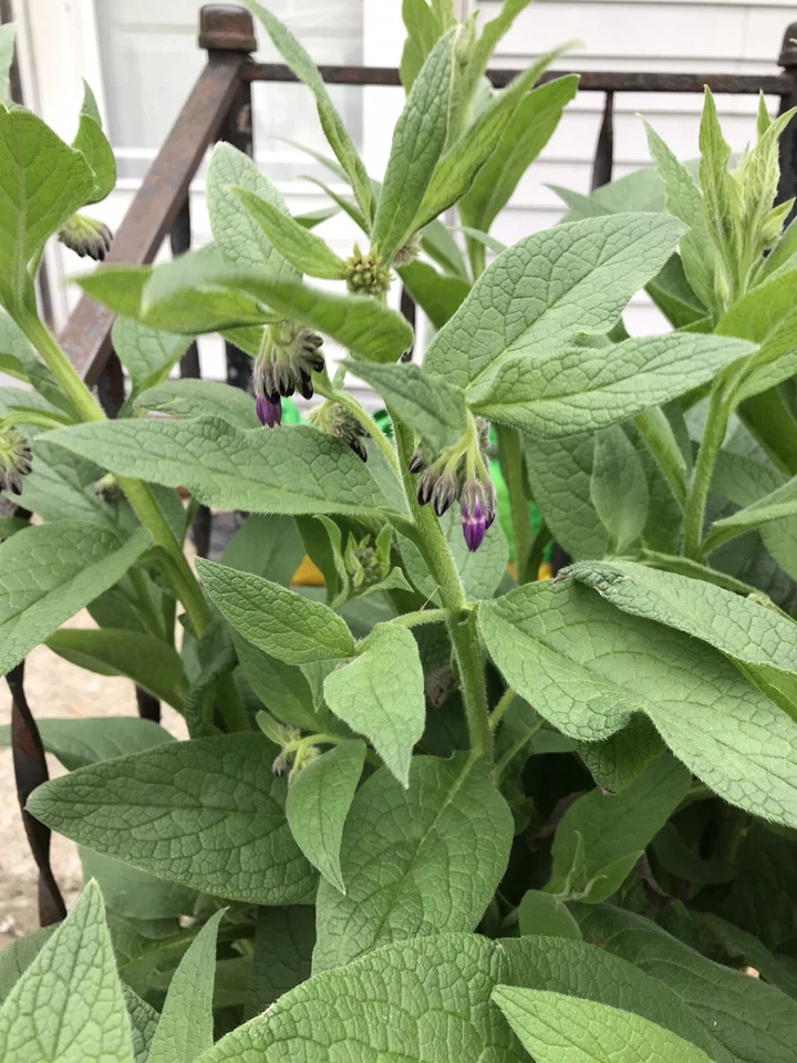 12 (1/2" a 1" de largo) consuelda (bocking 14) esquejes de raíz Foto 2 de 4