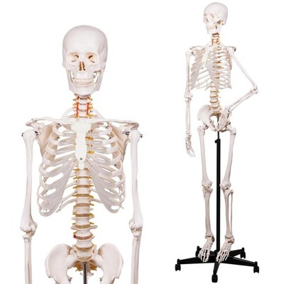 Human Skeleton Model for Anatomy -Life Size Anatomical Skeleton Medical Model wi
